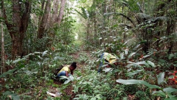 French Guiana – agroforestry Amazonian seed orchard to boost local ...